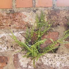 Asplenium trichomanes