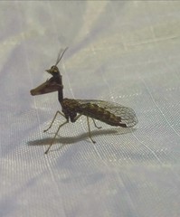 Leptomantispa pulchella