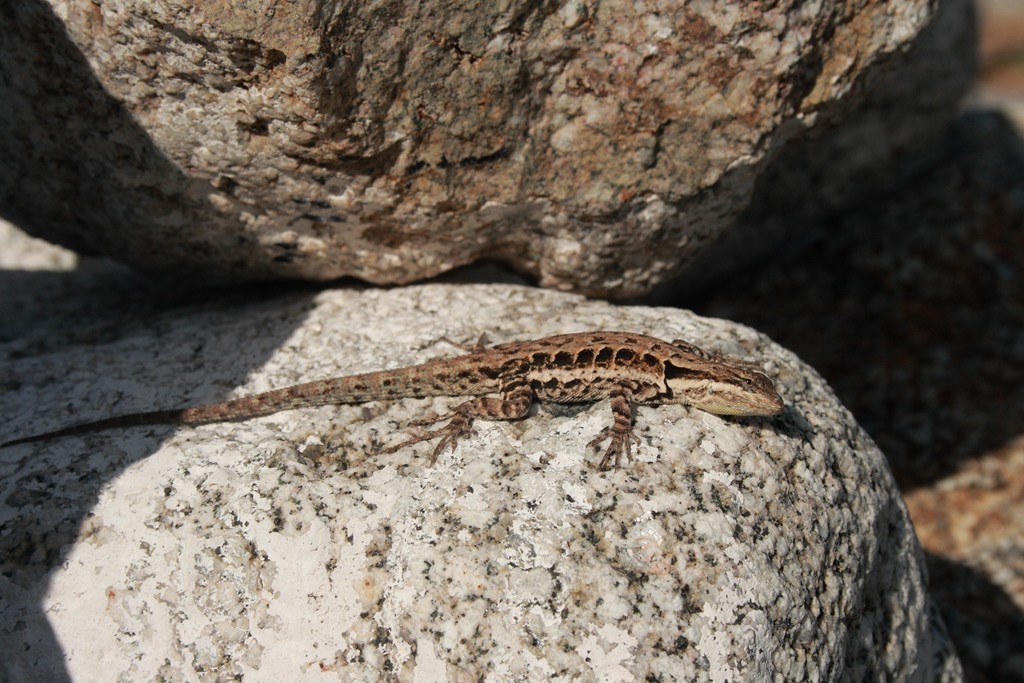 Ornate Tree Lizard