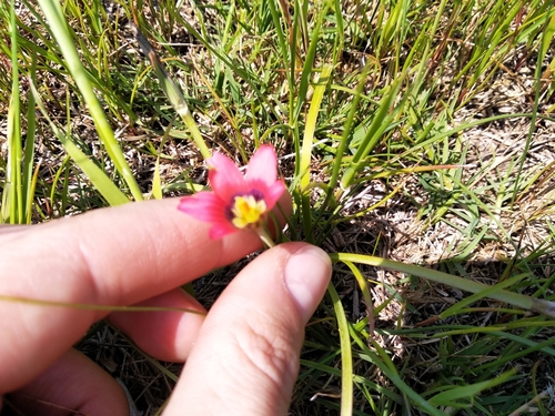Image of Romulea obscura by (c) De Waal Hugo, some rights reserved (CC BY)