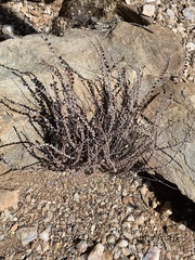 Astrolepis cochisensis