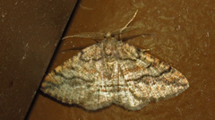 Pterospoda nigrescens