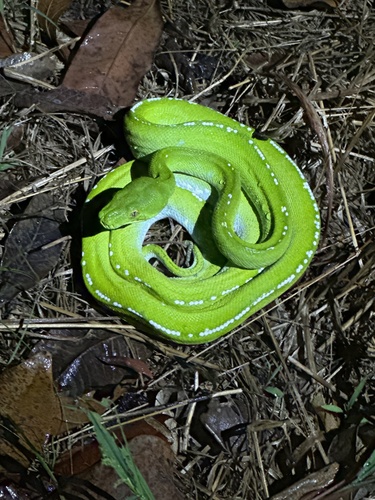 Southern Green Python sighting