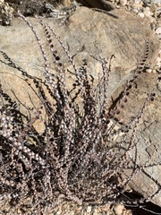 Astrolepis cochisensis