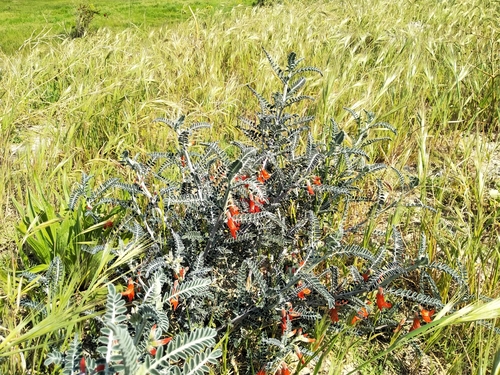 Image of Silver Cancerbush (Lessertia canescens) by (c) De Waal Hugo, some rights reserved (CC BY)