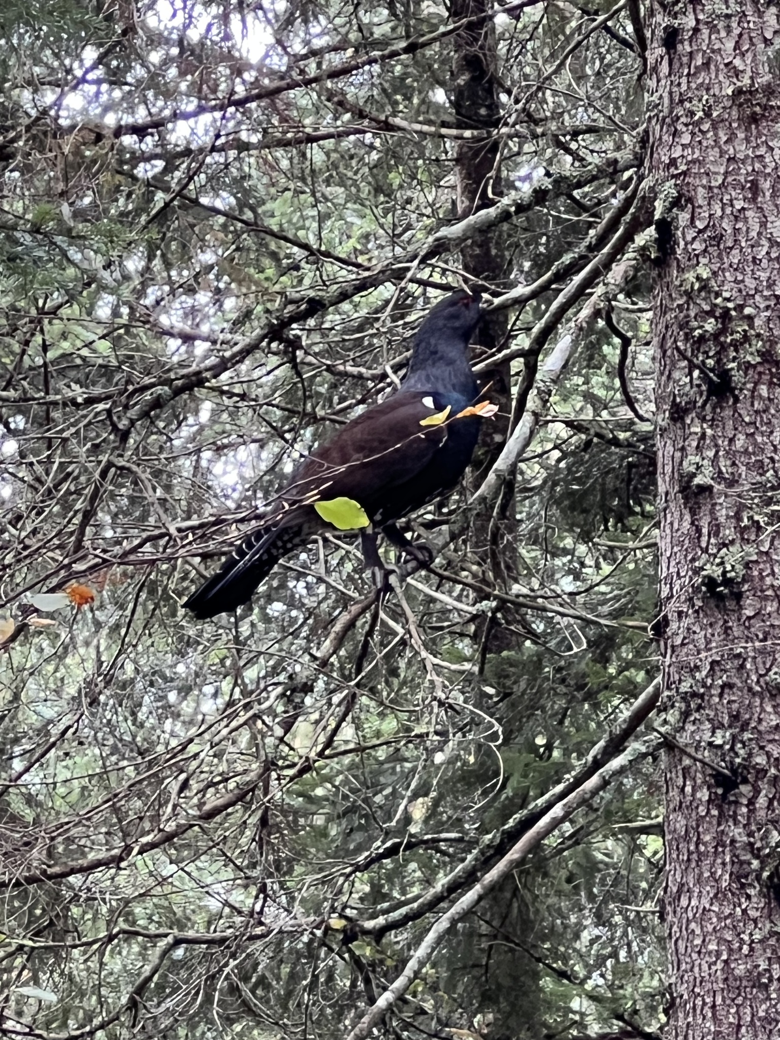 Western Capercaillie