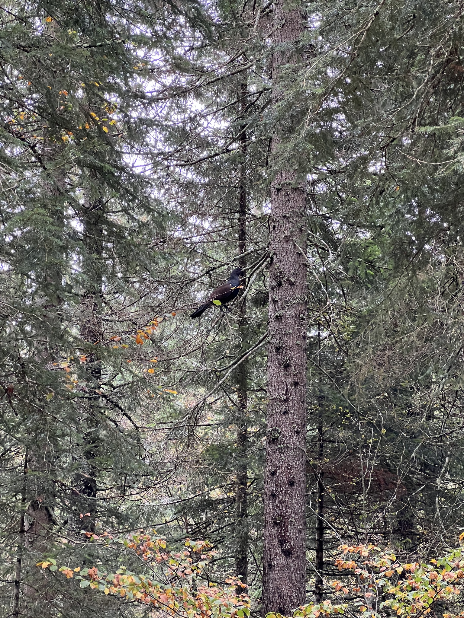Western Capercaillie