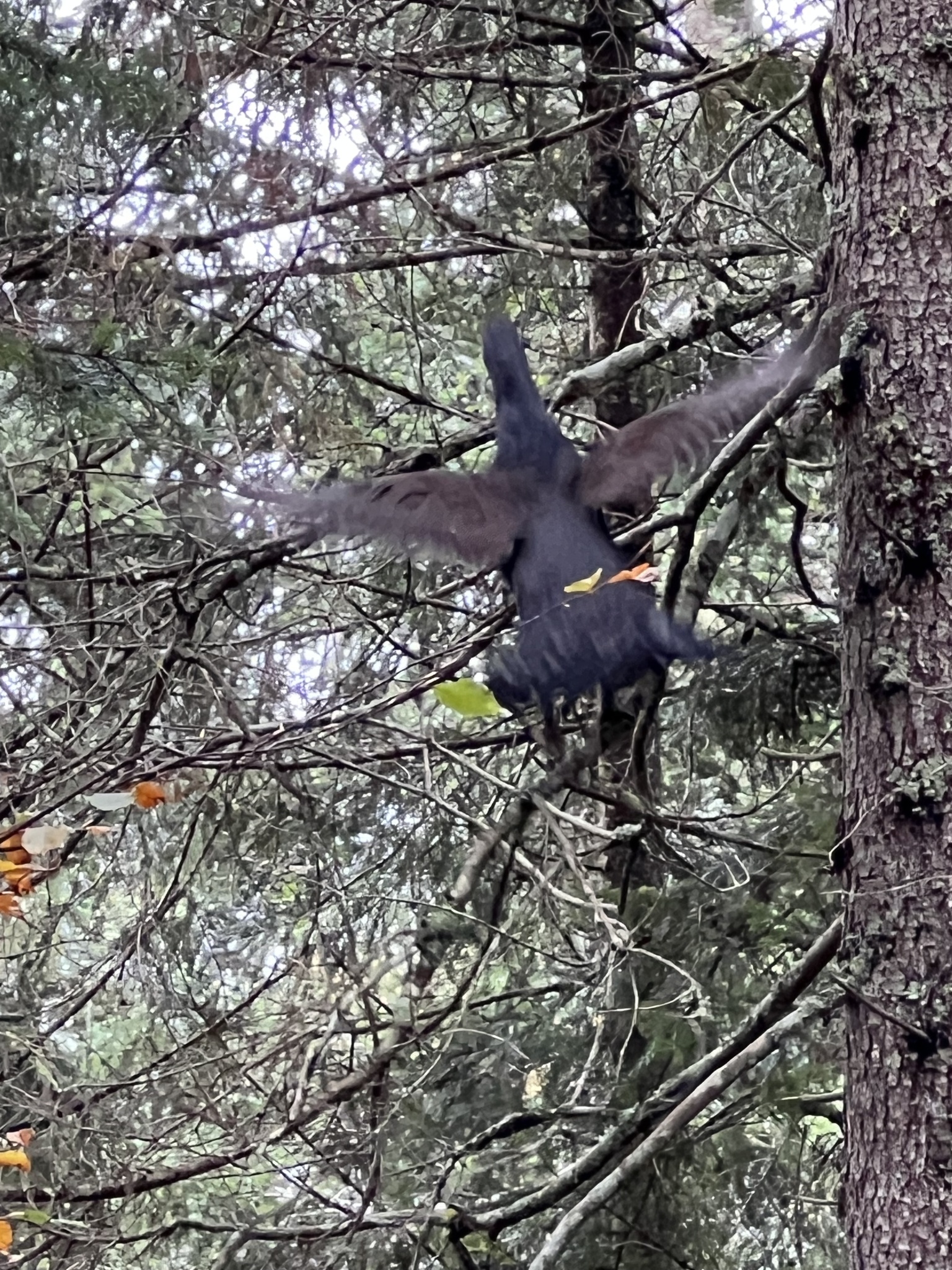 Western Capercaillie