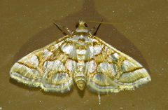 Pseudopyrausta santatalis