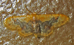 Idaea gemmata