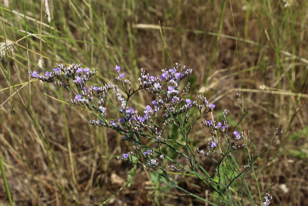 Limonium sareptanum