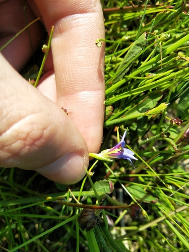 Image of Romulea tabularis by (c) De Waal Hugo, some rights reserved (CC BY)