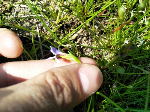 Image of Romulea tabularis by (c) De Waal Hugo, some rights reserved (CC BY)