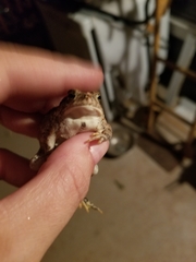 Anaxyrus fowleri