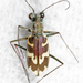 Nevada Tiger Beetle - Photo (c) Dustin Lofland, some rights reserved (CC BY-NC), uploaded by Dustin Lofland