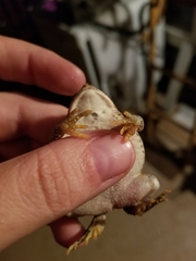 Anaxyrus fowleri