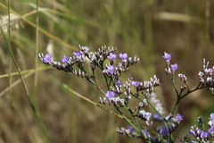 Limonium sareptanum