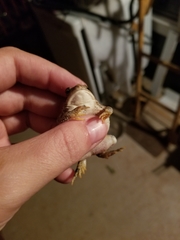 Anaxyrus fowleri