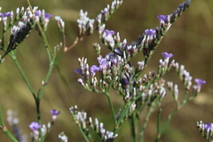 Limonium sareptanum