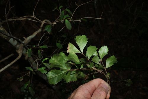 Image of Cupaniopsis shirleyana by (c) Greg Tasney, some rights reserved (CC BY-SA)
