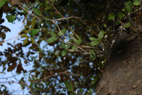 Image of Dendrobium tetragonum by (c) Greg Tasney, some rights reserved (CC BY-SA)