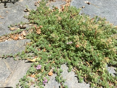 Thymus pseudolanuginosus