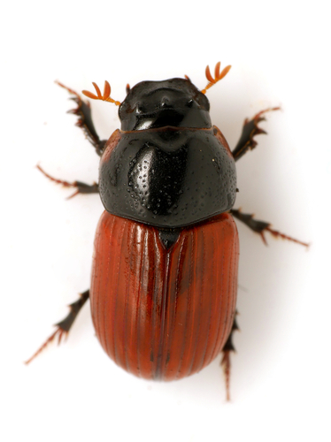 Representative image of Aphodius fimetarius