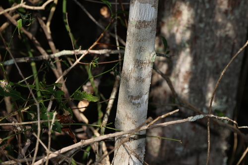 Image of Celtis paniculata by (c) Greg Tasney, some rights reserved (CC BY-SA)