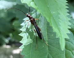 Necydalis laevicollis