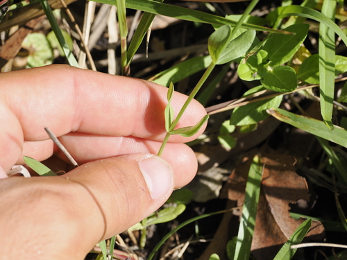 Image of Spike Centaury (Schenkia australis) by (c) Lucas Christofides, some rights reserved (CC BY)