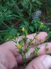 Hypericum virgatum