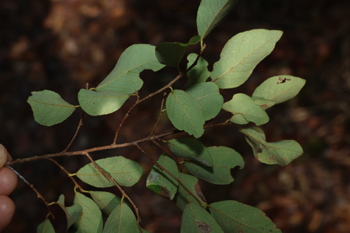 Image of Leichardt's Ironbark (Bridelia leichhardtii) by (c) Greg Tasney, some rights reserved (CC BY-SA)