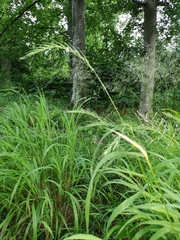 Elymus caninus