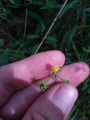 Hypericum virgatum