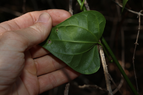 Image of Tinospora smilacina by (c) Greg Tasney, some rights reserved (CC BY-SA)