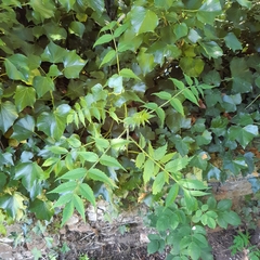 Sorbaria sorbifolia