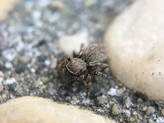 Attinella dorsata