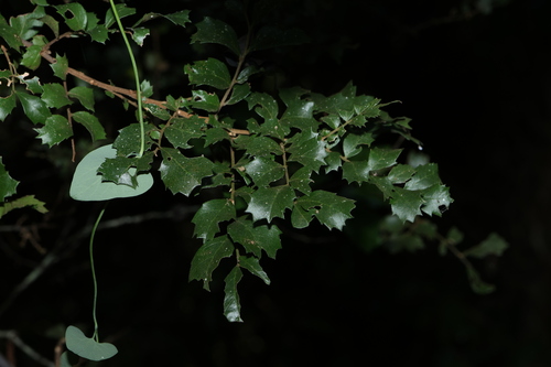 Image of Cupaniopsis shirleyana by (c) Greg Tasney, some rights reserved (CC BY-SA)