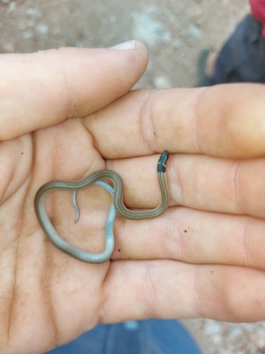 Cape Centipede Eater, Aparallactus capensis