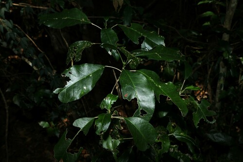 Image of Sarcomelicope simplicifolia by (c) Greg Tasney, some rights reserved (CC BY-SA)