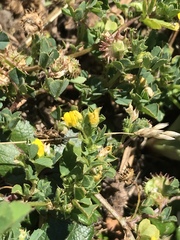 Medicago praecox