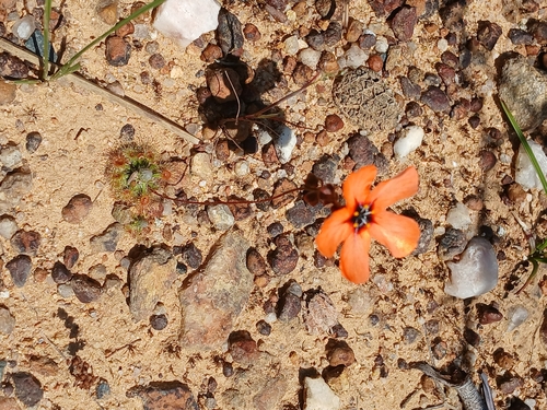 Drosera miniata