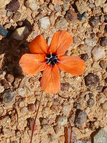 Drosera miniata