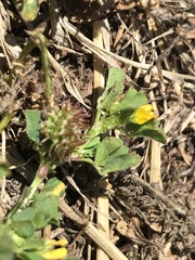 Medicago praecox