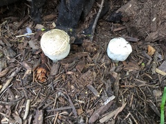 Agaricineae