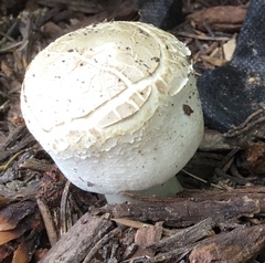 Agaricineae