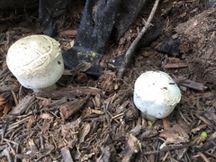 Agaricineae