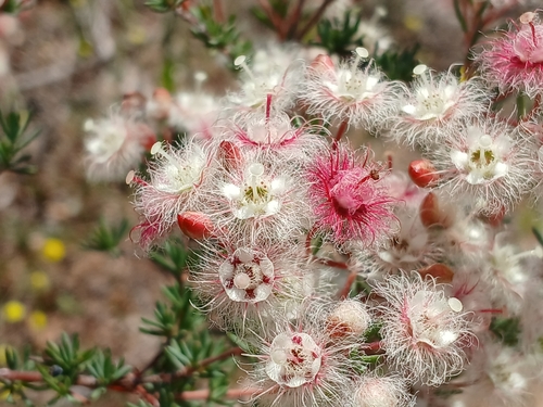 Image of Verticordia huegelii by (c) Leon Perrie, some rights reserved (CC BY)