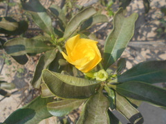 Cascabela ovata