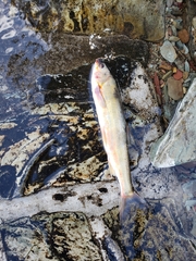 Mylocheilus caurinus